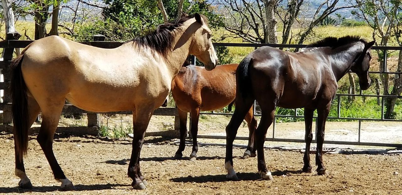 Hotel Hacienda El Rodeo Vueltas Kültér fotó